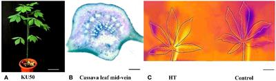 Distinct heat response molecular mechanisms emerge in cassava vasculature compared to leaf mesophyll tissue under high temperature stress